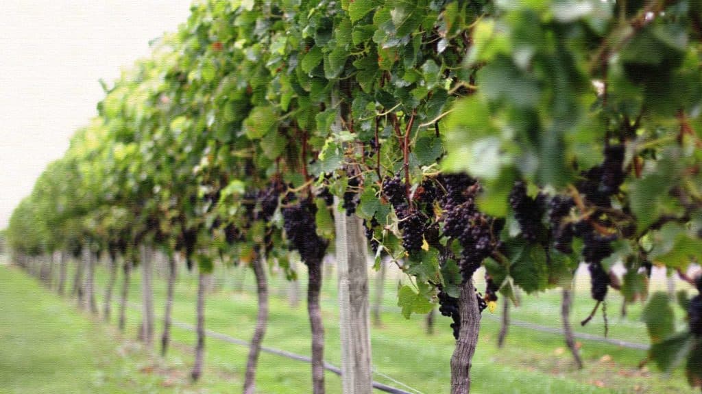 grapes-on-vine-in-new-zealand-vineyard
