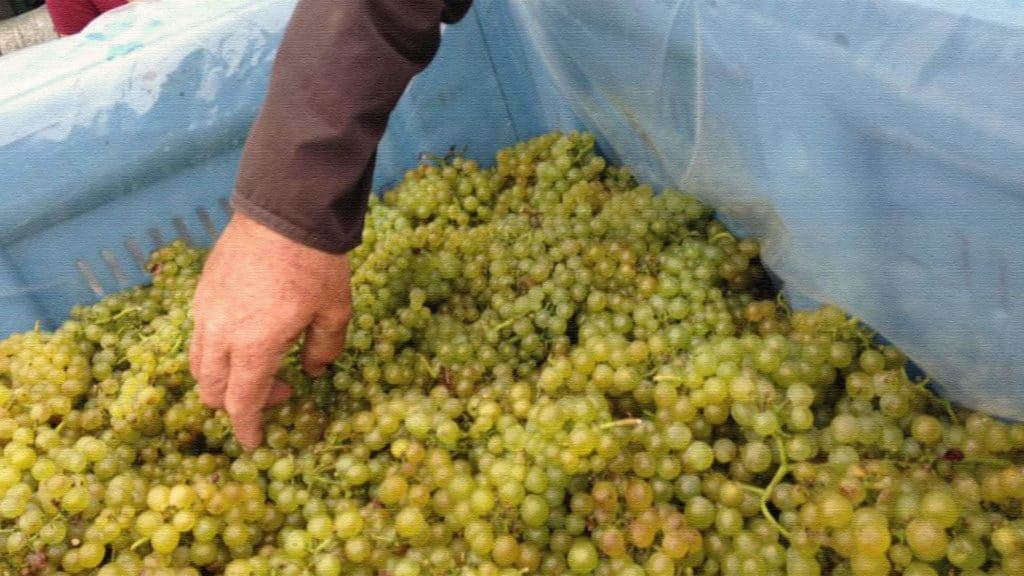 hand-reaching-into-bucket-of-grapes