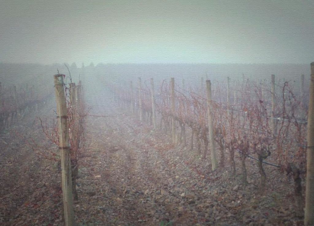 rows-of-grapevines-in-wintery-fog